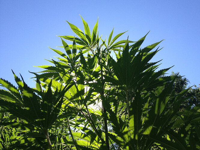 Growreport Bild 19