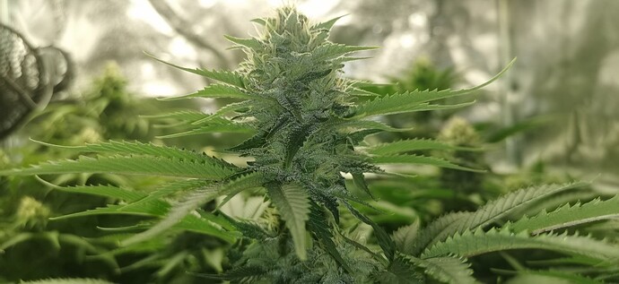 Growreport Bild 15