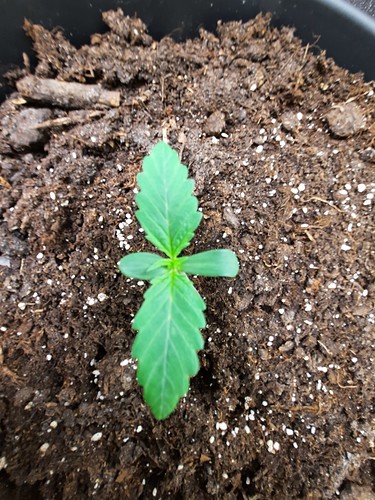 Growreport Bild 3