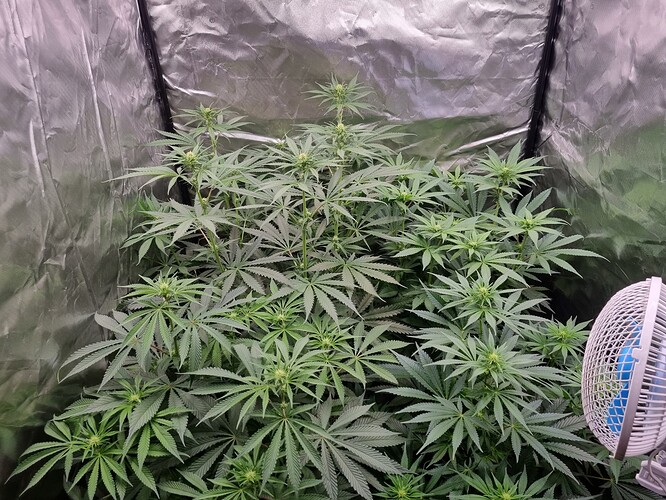 Growreport Bild 39