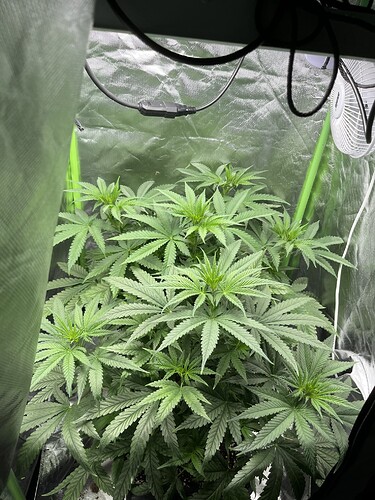 Growreport Bild 3