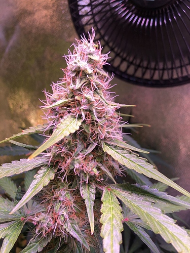 Growreport Bild 13
