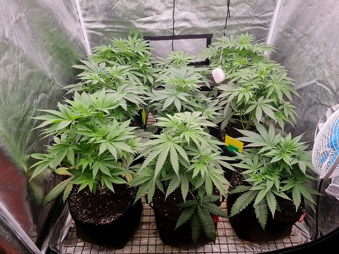Growreport Bild 20
