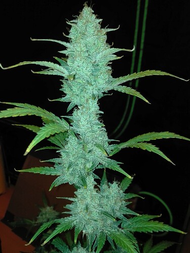 Growreport Bild 3