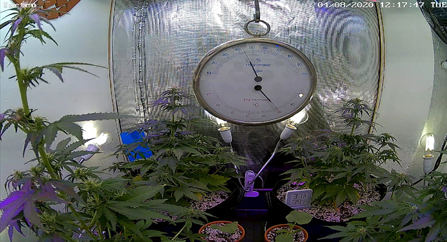 Growreport Bild 1