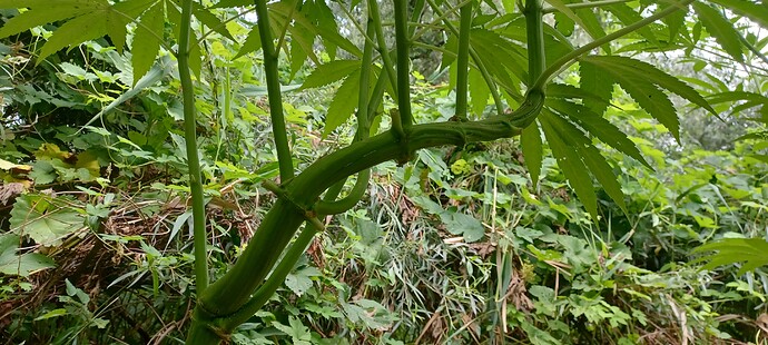 Growreport Bild 27