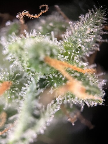 Growreport Bild 1