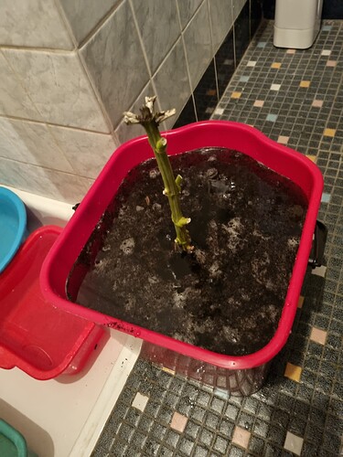 Growreport Bild 3