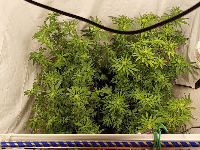 Growreport Bild 2