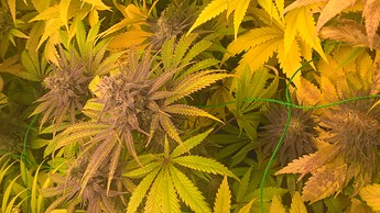 Growreport Bild 7