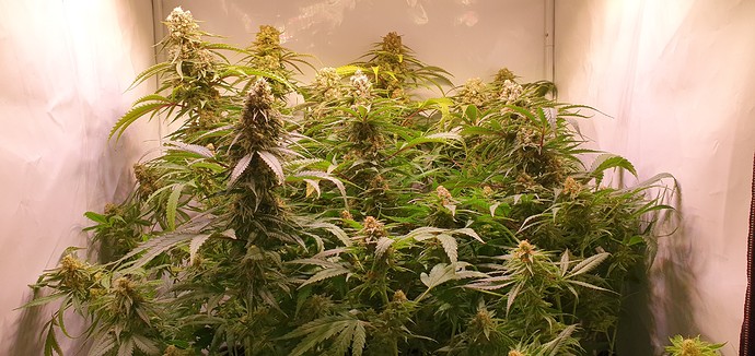 Growreport Bild 4