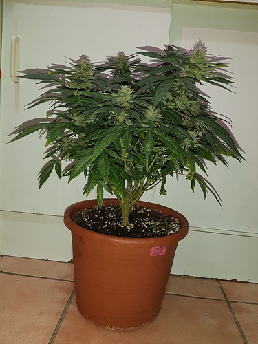 Growreport Bild 4