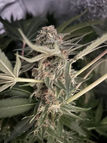 Growreport Bild 13