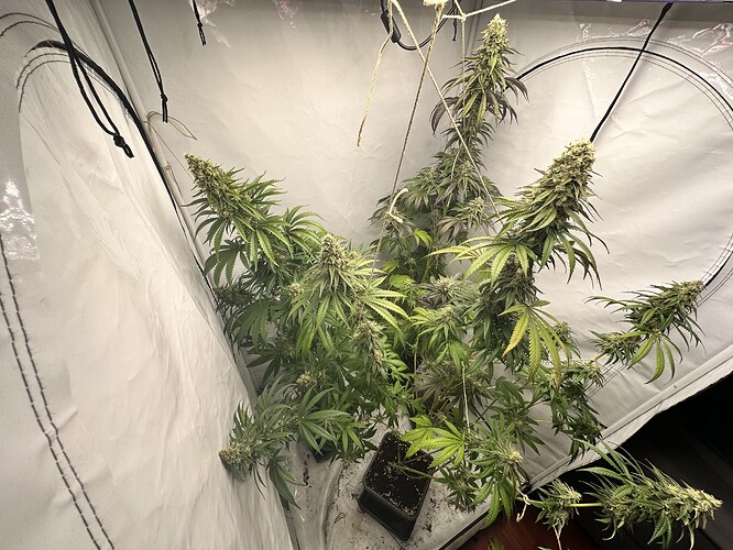 Growreport Bild 6