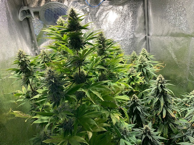 Growreport Bild 3