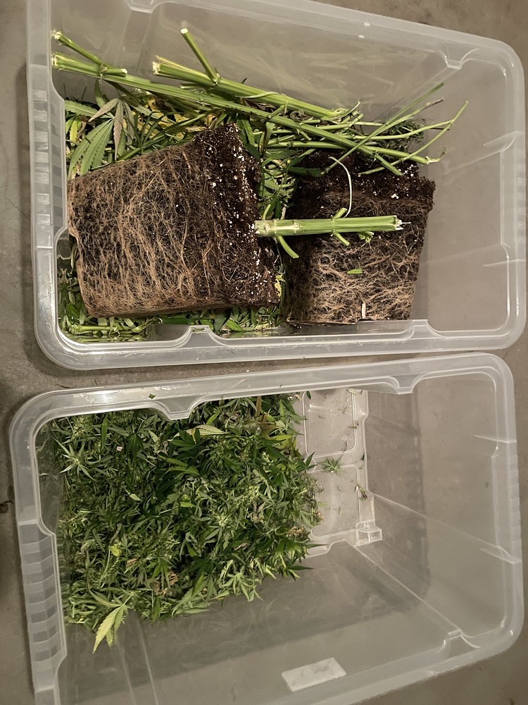 BEENDET! | 1. Grow | 60x60x160 - GC4 | NL Auto, Big Bud Auto