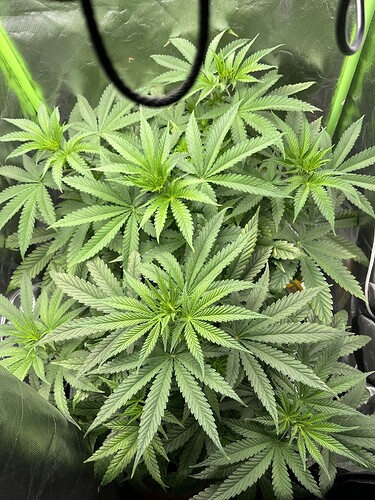 Growreport Bild 5