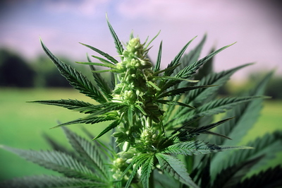 Growreport Bild 13