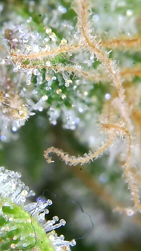 Growreport Bild 9