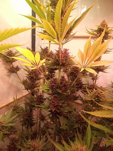 Growreport Bild 68