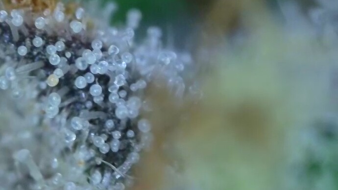 Growreport Bild 52