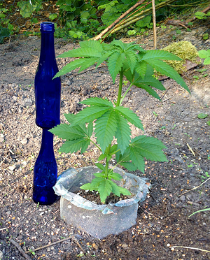 Growreport Bild 14