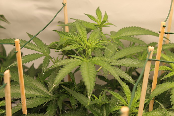 Growreport Bild 7