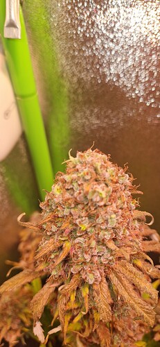 Growreport Bild 9