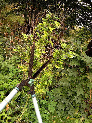 Growreport Bild 15