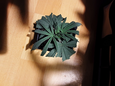 Growreport Bild 30