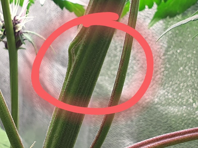 Growreport Bild 4