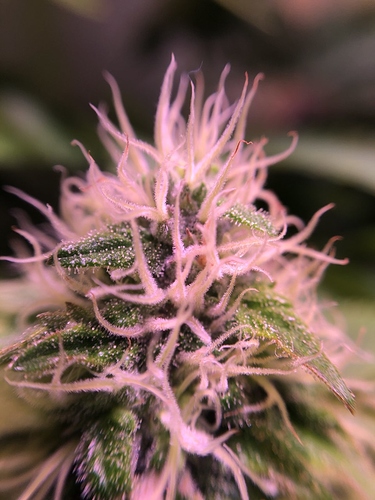 Growreport Bild 20