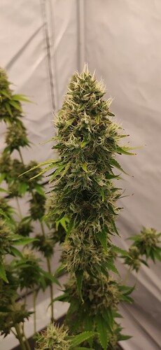 Growreport Bild 13