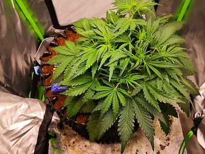 Growreport Bild 11