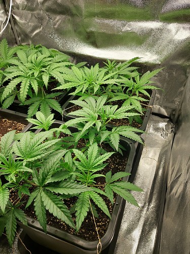 Growreport Bild 6