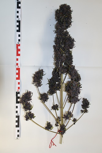 Growreport Bild 4