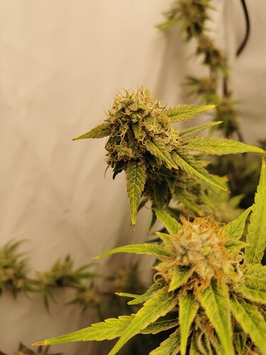 Growreport Bild 10