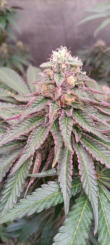 Growreport Bild 14