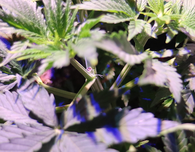 Growreport Bild 5