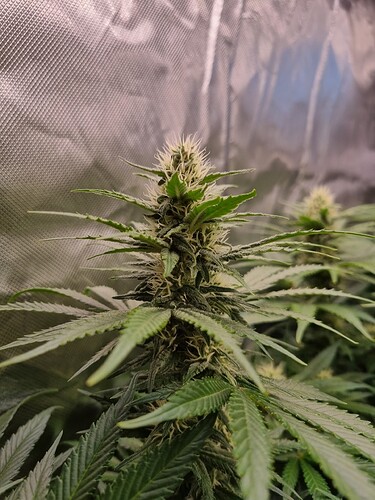Growreport Bild 20