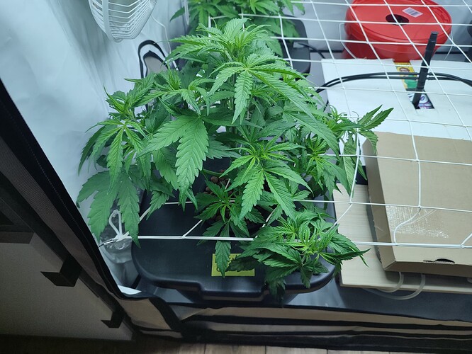 Growreport Bild 3