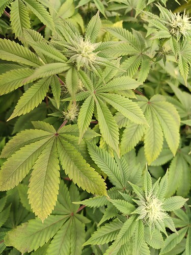 Growreport Bild 1