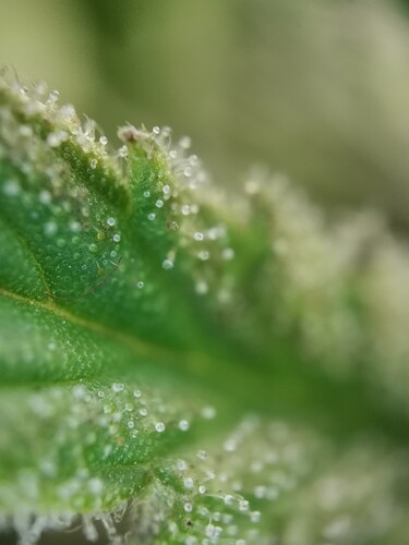 Growreport Bild 31