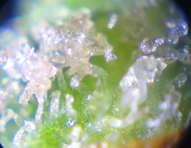 Growreport Bild 2