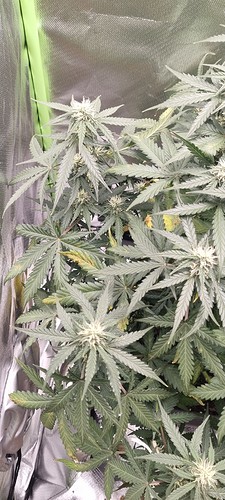 Growreport Bild 27