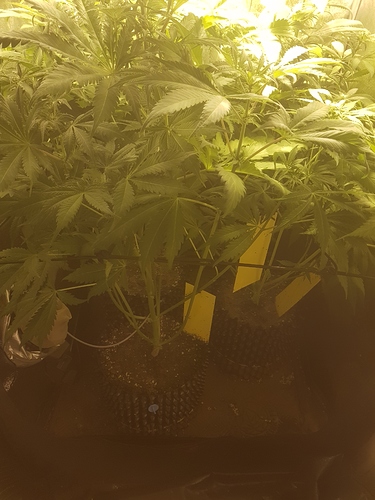 Growreport Bild 4
