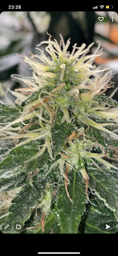 Growreport Bild 2
