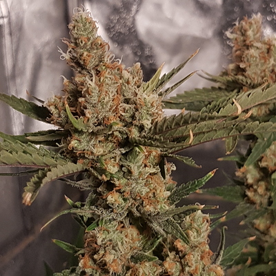 Growreport Bild 17