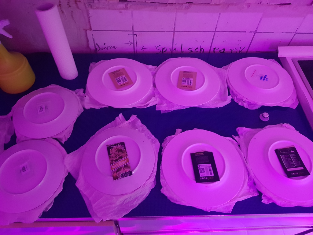 2020: Outdoor Töpfe im Garten - Erster Versuch ever⁸ - Growreports