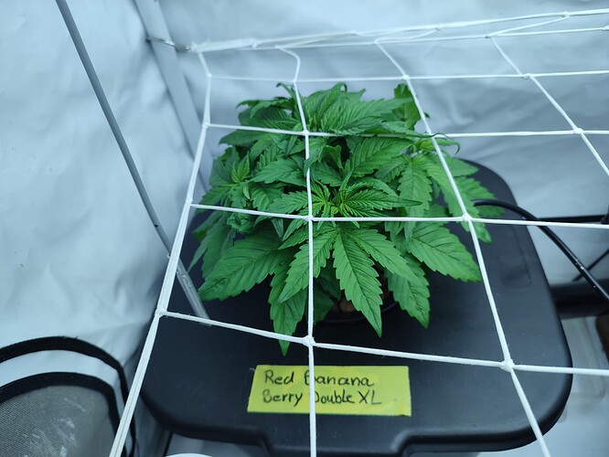 Growreport Bild 28